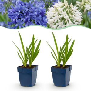 540014b7ae09441b88bf1ab2cd9c1273ef586dfccce04b21bc62a87c1bf7b5bb.jpg Agapanthus Duo – Afrikanische Lilie – Bienen- und Schmetterlingsmagnet – Blau – Weiß – 24 Pflanzen