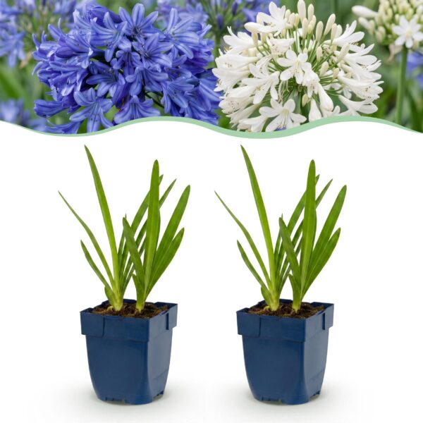 540014b7ae09441b88bf1ab2cd9c1273ef586dfccce04b21bc62a87c1bf7b5bb.jpg Agapanthus Duo – Afrikanische Lilie – Bienen- und Schmetterlingsmagnet – Blau – Weiß – 24 Pflanzen