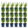 aa20e7152a1e42b2a3811ec9652f26132d526e50d02c4b72b0e209a4151347c9.jpg Agapanthus Duo – Afrikanische Lilie – Bienen- und Schmetterlingsmagnet – Blau – Weiß – 24 Pflanzen