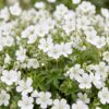 37b6d755328644edb904777613f9d6fd888349bac53a4aba8a958860f556762b.jpg Geranium sang. Album – Storchschnabel – Bodendecker – Weiß – 24 Pflanzen