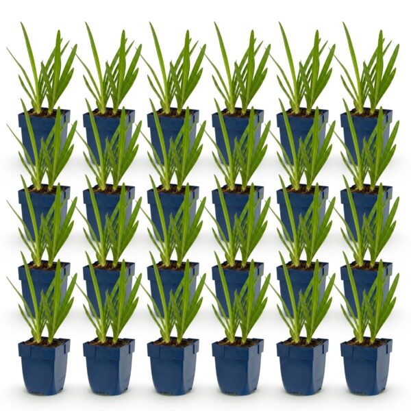 aa815650c561492d9bfe5bdea1a91eb55ce068869a6549dbbf4621b1b9c86d1c.jpg Agapanthus africanus – Afrikanische Lilie – Bienen- und Schmetterlingsmagnet – Blau – 24 Pflanzen