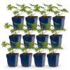 57293fd6387f4d4682c4f1fd1a5b7adf752e1360c67d48c78769eea17bc8c58a.jpg Geranium Tricolour – Storchschnabel – Bodendecker – Violett – Rosa – Weiß – 12 Pflanzen