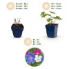652b5a2021724fbb9b13d768c5566d55de29d0838d7f4e1fa63908ecf2f6540c.jpg Geranium Tricolour – Storchschnabel – Bodendecker – Violett – Rosa – Weiß – 12 Pflanzen