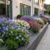 8d49ff3a374c4e8f94a7f68f1544442d88a34426049f45bfa32305d84ae67f0e.jpg Geranium Tricolour – Storchschnabel – Bodendecker – Violett – Rosa – Weiß – 12 Pflanzen