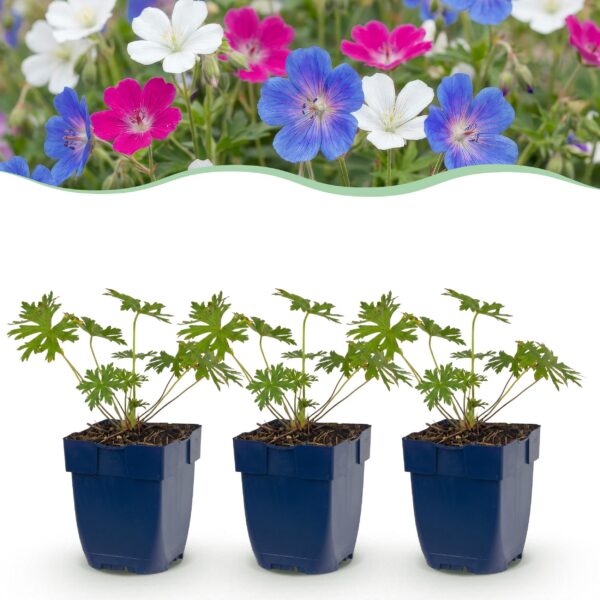 97c2ff8dba844a5b9a6c85cb57c282c4aaf9d449e3f9456fa77cab0726ba56bf.jpg Geranium Tricolour – Storchschnabel – Bodendecker – Violett – Rosa – Weiß – 12 Pflanzen