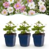 Anemone Tricolour – Herbst-Anemone – Schatten – Dunkelrosa – Rosa – Weiß – 6 Pflanzen
