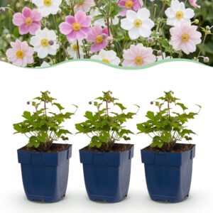 71943e37520543bdb0de223e74df356e9050c7c099e84dc7abaff8fa4261db61.jpg Anemone Tricolour – Herbst-Anemone – Schatten – Dunkelrosa – Rosa – Weiß – 6 Pflanzen