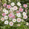 Anemone Tricolour – Herbst-Anemone – Schatten – Dunkelrosa – Rosa – Weiß – 6 Pflanzen