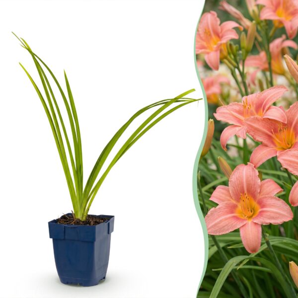 1b8483c96aaf400783e46a66b9c0c308fc7dba8404244b0d889dd2bda4280336.jpg Hemerocallis Pink Damask – Taglilie – Bienen- und Schmetterlingsmagnet – Rosa – 6 Pflanzen
