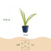 23421bed24ce410f829badeec5b2678c19992539356340949ac85bf009c2f508.jpg Hemerocallis Pink Damask – Taglilie – Bienen- und Schmetterlingsmagnet – Rosa – 6 Pflanzen