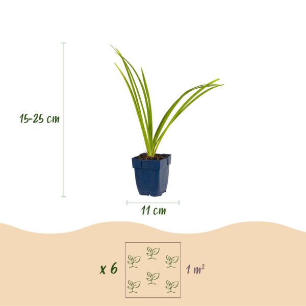 23421bed24ce410f829badeec5b2678c19992539356340949ac85bf009c2f508.jpg Hemerocallis Pink Damask – Taglilie – Bienen- und Schmetterlingsmagnet – Rosa – 6 Pflanzen
