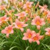 e4e5858e9db549da8bcdef81ef5520429fa326a26aa9469c818912c516a15a12.jpg Hemerocallis Pink Damask – Taglilie – Bienen- und Schmetterlingsmagnet – Rosa – 6 Pflanzen