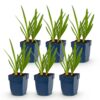 e23ce1f7d64a431a931c3e24ae8eca0868a7d1a359bf46d3ab2504b43d594d1e.jpg Agapanthus africanus – Afrikanische Lilie – Bienen- und Schmetterlingsmagnet – Blau – 6 Pflanzen