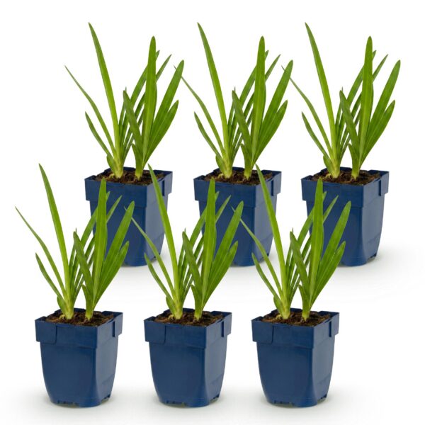 e23ce1f7d64a431a931c3e24ae8eca0868a7d1a359bf46d3ab2504b43d594d1e.jpg Agapanthus africanus – Afrikanische Lilie – Bienen- und Schmetterlingsmagnet – Blau – 6 Pflanzen