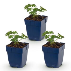 8ae4e400e645430b8daf0a22e70f94ed5562b70ca6b04803b5ea9cde7f3b2a2e.jpg Geranium sang. Album – Storchschnabel – Bodendecker – Weiß – 3 Pflanzen