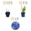 020842d3562145d598499c48e6f0080e57ceb61e5b354a20bcb944520c13fa02.jpg Agapanthus africanus – Afrikanische Lilie – Bienen- und Schmetterlingsmagnet – Blau – 3 Pflanzen