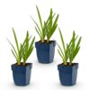 1a3704207cb4456e9fbdb85847695de29e655bb7397d4efc9c92e493ebfb6928.jpg Agapanthus africanus – Afrikanische Lilie – Bienen- und Schmetterlingsmagnet – Blau – 3 Pflanzen