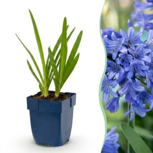 3c16184ccd054978b1777435c28325e257afd27132d541aba00eab64694d5a5c.jpg Agapanthus africanus – Afrikanische Lilie – Bienen- und Schmetterlingsmagnet – Blau – 3 Pflanzen