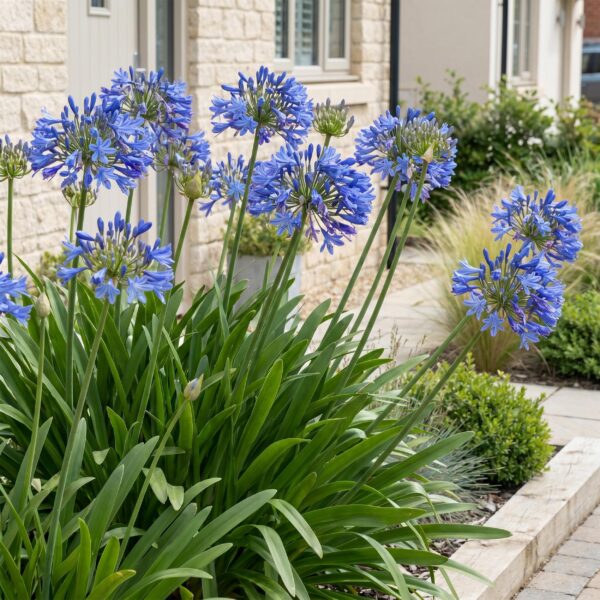 b7dbfdb1ee344a04bee96ac9ceaad6658511d6b926f44ed6858d8c7a1536366a.jpg Agapanthus africanus – Afrikanische Lilie – Bienen- und Schmetterlingsmagnet – Blau – 3 Pflanzen