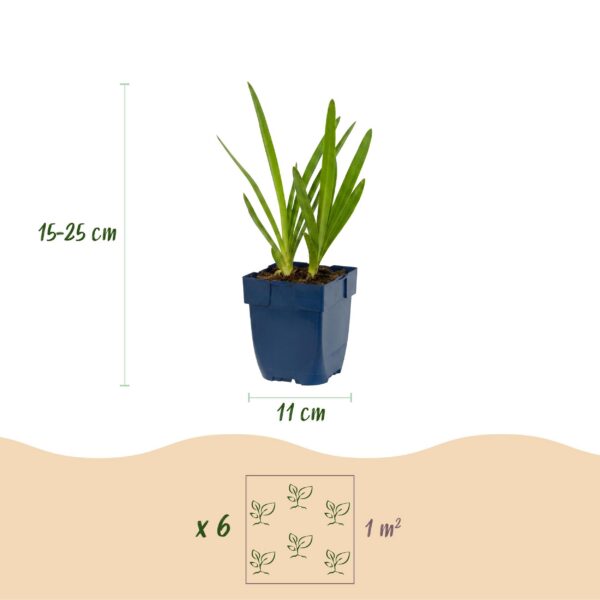 c951cdafa5eb4f77b488d46aa3de9753f617ed5af81746459f5104323385c8a7.jpg Agapanthus africanus – Afrikanische Lilie – Bienen- und Schmetterlingsmagnet – Blau – 3 Pflanzen