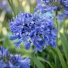 d3a84926245f4c638c72c7d1f47e36914095307ff243482dbd58e82909760e90.jpg Agapanthus africanus – Afrikanische Lilie – Bienen- und Schmetterlingsmagnet – Blau – 3 Pflanzen