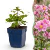 3c6ea3e9f3f2428c9e1fd0b1c475a0c783083cb634544487bac60c52fef69c6e.jpg Anemone hup. Splendens – Herbst-Anemone – Schatten – Dunkelrosa – 3 Pflanzen