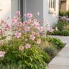 85401e5186b14ea39b0b5a72ae39efad17bbabf1ea81492bb0bb470e222ebb5e.jpg Anemone hup. Splendens – Herbst-Anemone – Schatten – Dunkelrosa – 3 Pflanzen