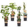Ribes -Rubes-Vaccinium Mix - Regenbogen - Winterhart - Rotbeere - Brombeere - Gelbe Himbeere - Heidelbeere - 4 Pflanzen
