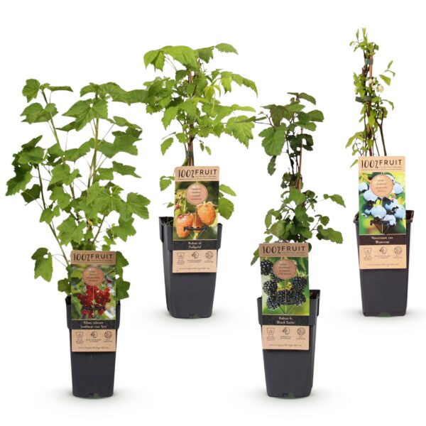 Ribes -Rubes-Vaccinium Mix - Regenbogen - Winterhart - Rotbeere - Brombeere - Gelbe Himbeere - Heidelbeere - 4 Pflanzen