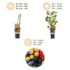 Ribes -Rubes-Vaccinium Mix - Regenbogen - Winterhart - Rotbeere - Brombeere - Gelbe Himbeere - Heidelbeere - 4 Pflanzen