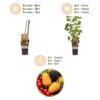e6ac7941a8e94d80a351571abe80e613f51aba5ae528493abb56cd56e2a42ada.jpg Ribes-Rubes Mix - dreifarbig - winterhart - rote Beere - schwarze Brombeere - gelbe Himbeere - 3 Pflanzen