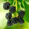 Rubus fruticosus Black Satin - Brombeerpflanze - Winterhart - Schwarze Brombeere - 2 Pflanzen