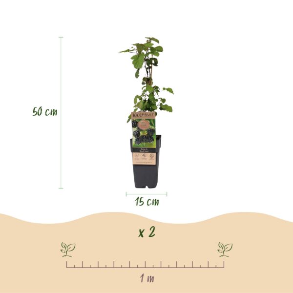 Rubus fruticosus Black Satin - Brombeerpflanze - Winterhart - Schwarze Brombeere - 2 Pflanzen