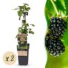 Rubus fruticosus Black Satin - Brombeerpflanze - Winterhart - Schwarze Brombeere - 2 Pflanzen