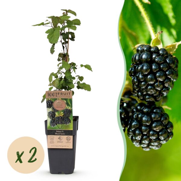 Rubus fruticosus Black Satin - Brombeerpflanze - Winterhart - Schwarze Brombeere - 2 Pflanzen