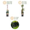 Rubus fruticosus Black Satin - Brombeerpflanze - Winterhart - Schwarze Brombeere - 2 Pflanzen