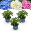 177621194f754a2aa34a50d5122959778c863eb646784a6d8e6f9fbc3b6dba25.jpg Hortensie Endless Summer Blau - Rosa - Weiß - Hortensie - winterhart - Blau - Rosa - Weiß - 3 Pflanzen