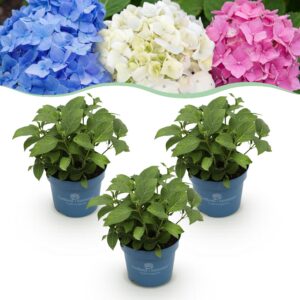 177621194f754a2aa34a50d5122959778c863eb646784a6d8e6f9fbc3b6dba25.jpg Hortensie Endless Summer Blau - Rosa - Weiß - Hortensie - winterhart - Blau - Rosa - Weiß - 3 Pflanzen