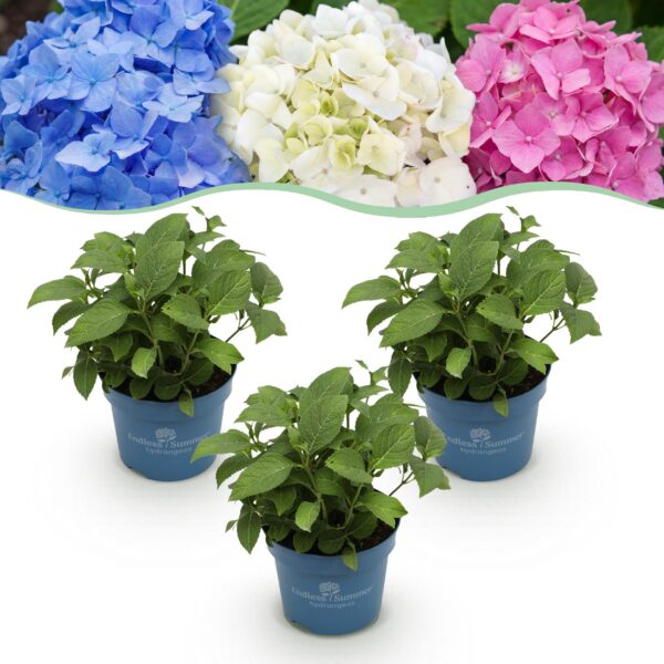 177621194f754a2aa34a50d5122959778c863eb646784a6d8e6f9fbc3b6dba25.jpg Hortensie Endless Summer Blau - Rosa - Weiß - Hortensie - winterhart - Blau - Rosa - Weiß - 3 Pflanzen