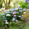 2fdba8df07bf4fbfb07132d495c89830eabc9c962fdd4d63b4b1c1e2073a4d73.jpg Hortensie Endless Summer Blau - Rosa - Weiß - Hortensie - winterhart - Blau - Rosa - Weiß - 3 Pflanzen