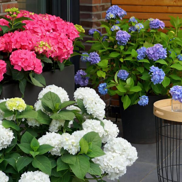 67bf9c81d0b44504a05fbd8019ac201564ae5dfc046a48148ad5f386160f5285.jpg Hortensie Endless Summer Blau - Rosa - Weiß - Hortensie - winterhart - Blau - Rosa - Weiß - 3 Pflanzen