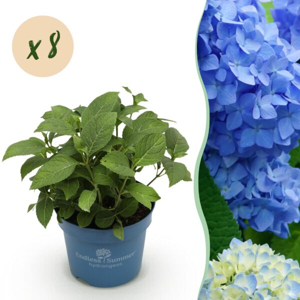 Hydrangea Endles Summer The Orginal Blue - Hortensie - winterhart - blau - 8 Pflanzen