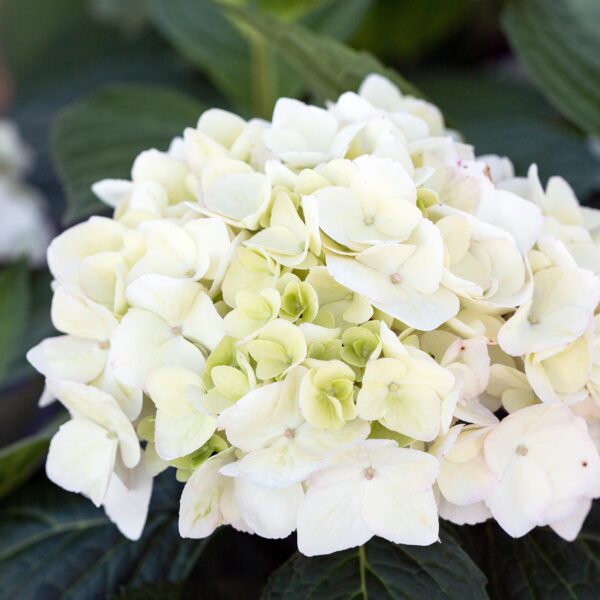 d03737eb48a14bf3b6f31fd168bddf2829e6b108aeec496e8238fb11e787cc20.jpg Hydrangea Endles Summer The Bride - Hortensie - Winterhart - Weiß - 4 Pflanzen