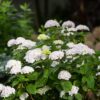 d241ec91a656458e9caea717f1e1eabf18ee488a98904f82a61c8a4e5b2e8daf.jpg Hydrangea Endles Summer The Bride - Hortensie - Winterhart - Weiß - 4 Pflanzen