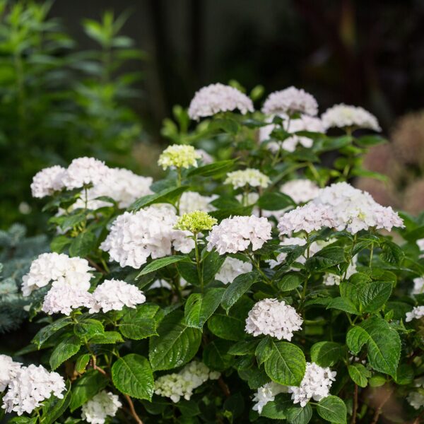 d241ec91a656458e9caea717f1e1eabf18ee488a98904f82a61c8a4e5b2e8daf.jpg Hydrangea Endles Summer The Bride - Hortensie - Winterhart - Weiß - 4 Pflanzen