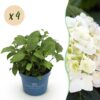 dca327b9fc9e4fee8dcb1b1ba3ceef226905ab222fe34cb38d13fe7a6dc833c5.jpg Hydrangea Endles Summer The Bride - Hortensie - Winterhart - Weiß - 4 Pflanzen
