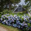 363519d5311e4db9802d6852485780e81af52780d781451697e78c2574030716.jpg Hydrangea Endles Summer The Orginal Blue - Hortensie - winterhart - blau - 2 Pflanzen