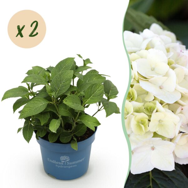 9c3ec412f22a415cb80a8cc7659c8934f91f286ac42c4097ae89ab916176e59f.jpg Hydrangea Endles Summer The Bride - Hortensie - Winterhart - Weiß - 2 Pflanzen