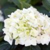 d4d0405c504d4159beb05635737e322e71a17277e3ad4c57b1ce65fb6562586d.jpg Hydrangea Endles Summer The Bride - Hortensie - Winterhart - Weiß - 2 Pflanzen