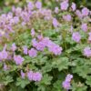 23bd76860362456988a5daf6f1702ddbbdcfdbb3632c486fa239d5c00f6d99f0.jpg Geranium cant. Cambridge – Storchschnabel – Bodendecker – Hellrosa